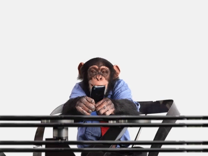 monkey on cell phone gif | Monkeys funny, Youtube animals, Funny